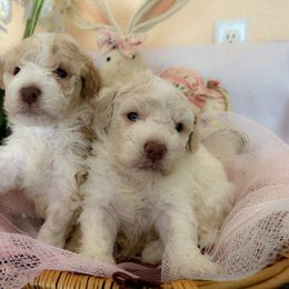 Lagotto Romagnolo Puppies from Anna’s Lagottos