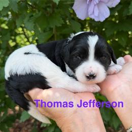 Thomas (Jefferson) - Parti male Goldendoodle puppy in Newark, Ohio from Valleydayle Doodles and Wheatens