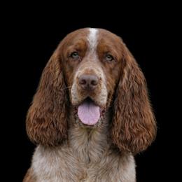Jethro - English Springer Spaniel