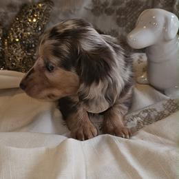 Tiffany - Dapple female Dachshund puppy in Bergen, New York from T. Rex Doxies & Friends