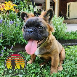 Willow - Fawn French Bulldog puppy in Springfield, Missouri from #1 Frenchies aka Nokie's Bullies