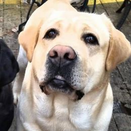 Labrador Retrievers from Wit' End Labradors