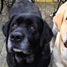 Labrador Retrievers from Wit' End Labradors