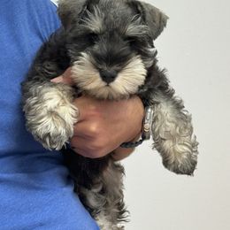 Miniature Schnauzer Puppies from Black Gold Miniature Schnauzers