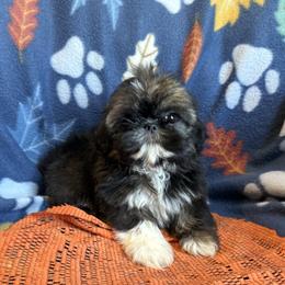 SALE.  Master - Brindle male Shih Tzu puppy in Sharon, Pennsylvania from Keystone Danes and Shih tzus