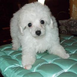 Poodle Puppies from Lowry Toy Poodles