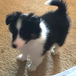 Shetland Sheepdog Puppies from Sharon’s Family Shelties
