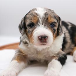 Rain - Blue merle female Bernedoodle puppy in Edmond, Oklahoma from Rock N Roll Doodles