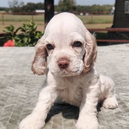 Buff Boy - Buff male Cocker Spaniel puppy in Beggs, Oklahoma from Southern Country Cockers