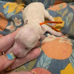 Boy 1 orange collar - White male Poodle puppy in Louisville, Mississippi from Cindy's Poodles