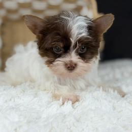 Coby - Chocolate, tan and white male Yorkshire Terrier puppy in Liberty, Texas from Tiny Yorkshire pups