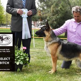 German Shepherds from Von Zecher German Shepherds