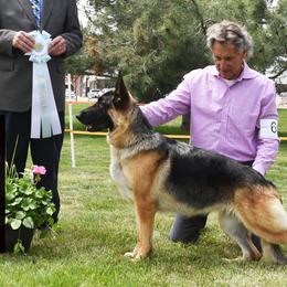 German Shepherds from Von Zecher German Shepherds
