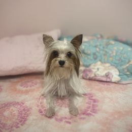 Poppy - Yorkshire Terrier