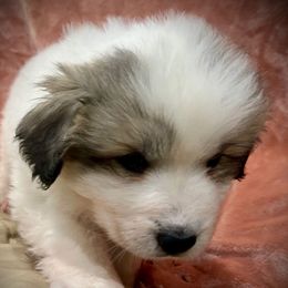 LETTI Purple collar female - White and badger female Great Pyrenees puppy in Fair Grove, Missouri from Allen Wags & Woolies