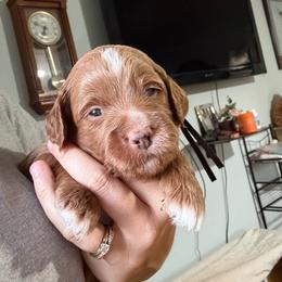 Black Collar - Red  male Goldendoodle puppy in Winchester, Tennessee from Mahaffey’s Doodles