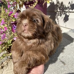 Boy 1 - Chocolate male Shih Tzu puppy in Troy, Michigan from "Shihtzu Best Friend"