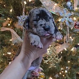 Mayor - Merle male Great Dane puppy in Caldwell, Idaho from Miner's Dynamic Danes