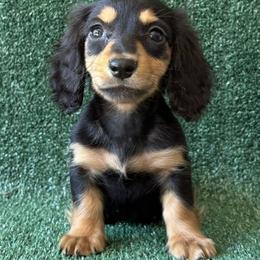 Boy 3 - Black and tan male Dachshund puppy in Pflugerville, Texas from Dream A Dream Dachshunds