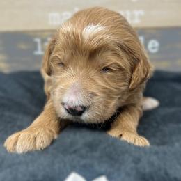 White Male - Apricot male Goldendoodle puppy in Great Falls, Montana from Montana Goldendoodles