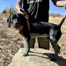 Beagle puppies from Bluebonnet Kennels