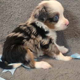 Ozzy - Blue merle male Miniature Australian Shepherd puppy in Reno, Nevada from Battle Born Mini Aussies