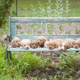 Cavapoo Puppies from SunnySide Mini Doodles