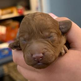 Boy 2 - Red male Cavapoo puppy in Pasco, Washington from Beth's Cavapoos