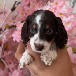 Piebald Girl - Piebald female Dachshund puppy in Bakersfield, California from Pretty Dachshunds 661