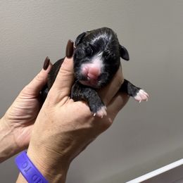 Girl 6 - Brindle female Boxer puppy in Jamesville, New York from Reynolds Homestead Boxers