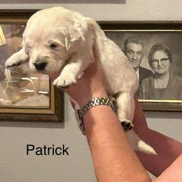 Boy 2 - Patrick Henry - Light golden Golden Retriever puppy in Millsap, Texas from Cool Oaks Farm