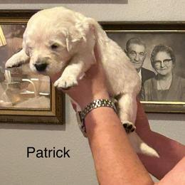 Boy 2 - Patrick Henry - Light golden Golden Retriever puppy in Millsap, Texas from Cool Oaks Farm