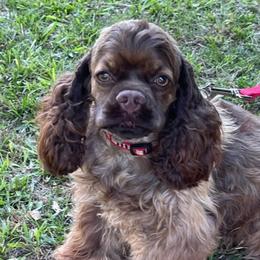 Cocker Spaniels from Hill Crest Cockers