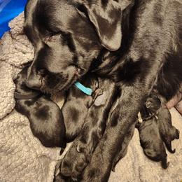 Puppy 2 - Black male Labrador Retriever puppy in Saunemin, Illinois from Shooting Star Labs
