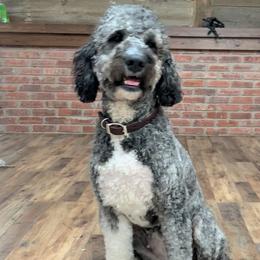 Tinker - Goldendoodle