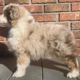 Miniature Australian Shepherd and Toy Australian Shepherd Puppies from Quarter Creek Stockdogs & Mini/Toy Australian Shepherds