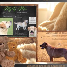 Labrador Retriever puppies from Briar Hill Labradors PA 12145