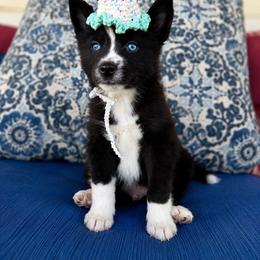 Wallis - Tri-color male Pomsky puppy in Mc Callsburg, Iowa from SZ Rolling Acres LLC