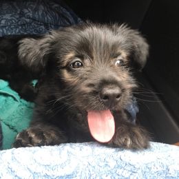 Skye Terrier Puppies from Skye Terriers ‘Of Wallace’s Coven’