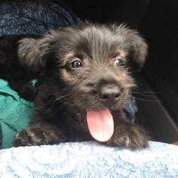 Skye Terrier Puppies from Skye Terriers ‘Of Wallace’s Coven’