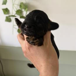 Palmer - Black and tan male Cocker Spaniel puppy in Indiana from muddy boots cocker spaniels and cockapoos