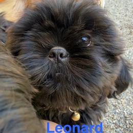 Leonard - Black male Shih Tzu puppy in Bloomfield, Indiana from Meihem Pups