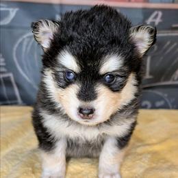 Titan - 2200 - Tri-color male Pomsky puppy in Spring Hill, Florida from www.PuppyTimeEmporium.com