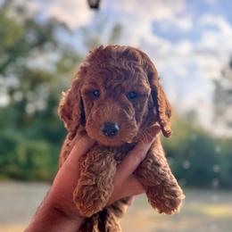 Faith - Red  female Poodle puppy in Osyka, Mississippi from Southern Sunshine Standards