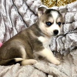 Pomsky Puppies from Oxsana Perfect Pomsky- 5 puppies available