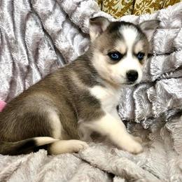 Pomsky Puppies from Oxsana Perfect Pomsky- 5 puppies available