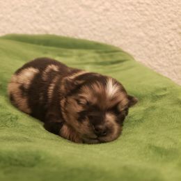 Pomeranian Puppies from MattSue Notalapdog