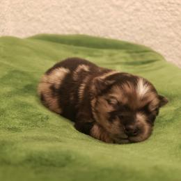Pomeranian Puppies from MattSue Notalapdog