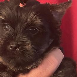 Yorkshire Terriers from Connies Yorkies