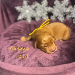 Cabana - Red  female Goldendoodle puppy in Rockville, Minnesota from Bracha Poodles & Doodles